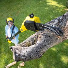 Best Stump Grinding and Removal  in Gueydan, LA