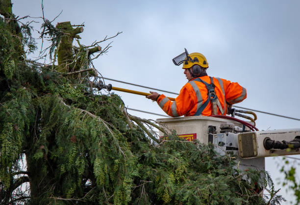 Best Storm Damage Tree Cleanup  in Gueydan, LA