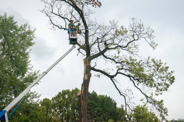 Gueydan, LA Tree Care Company