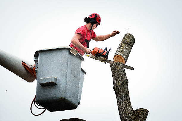 Best Hazardous Tree Removal  in Gueydan, LA